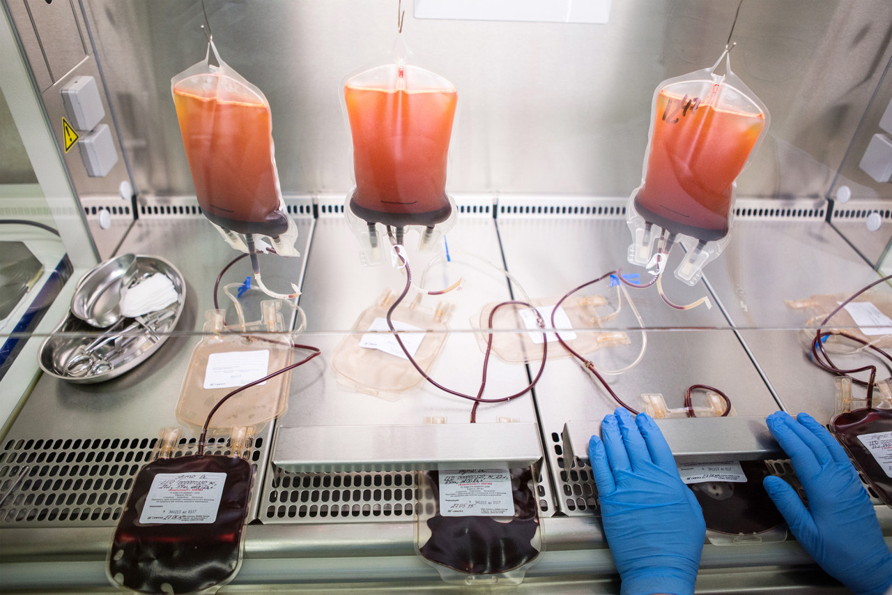 Выделенные из донорской крови лейкоциты будут введены донору. 