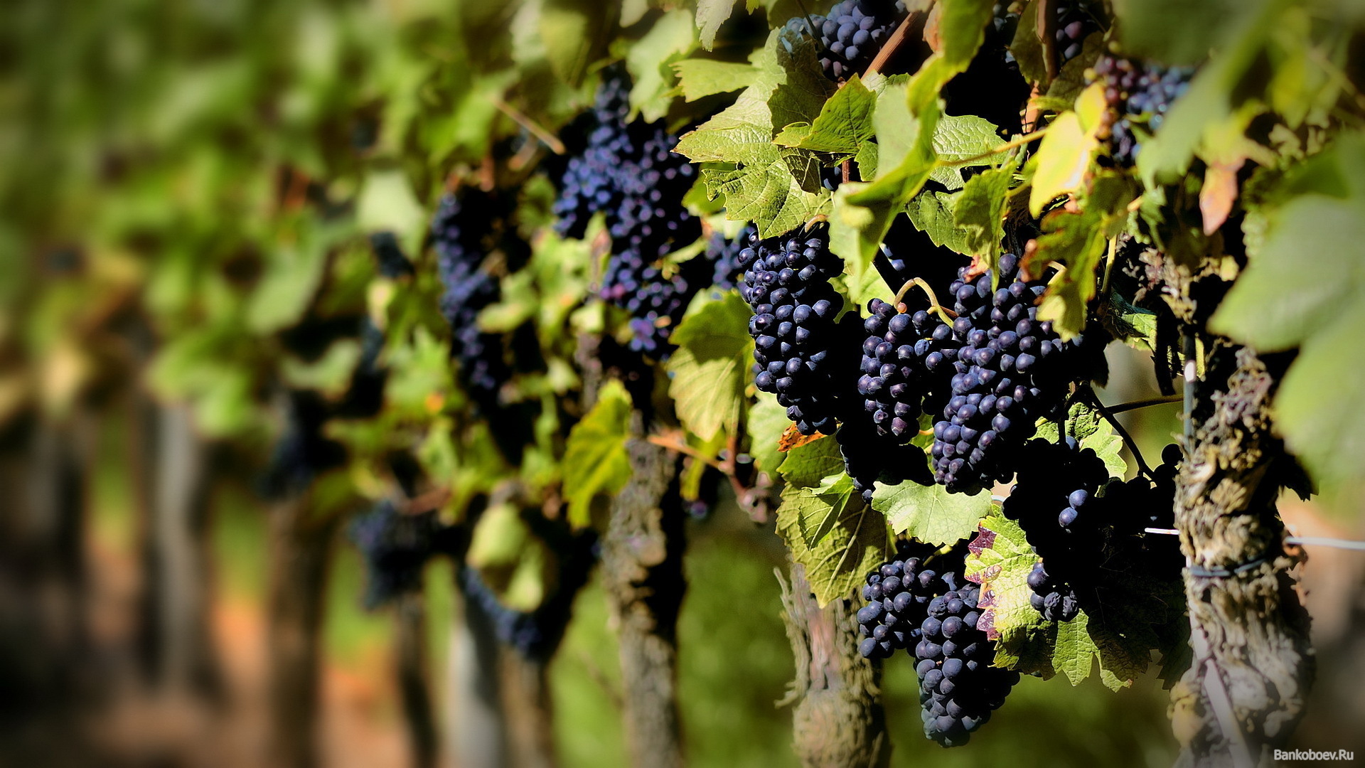 Молдавия виноградники