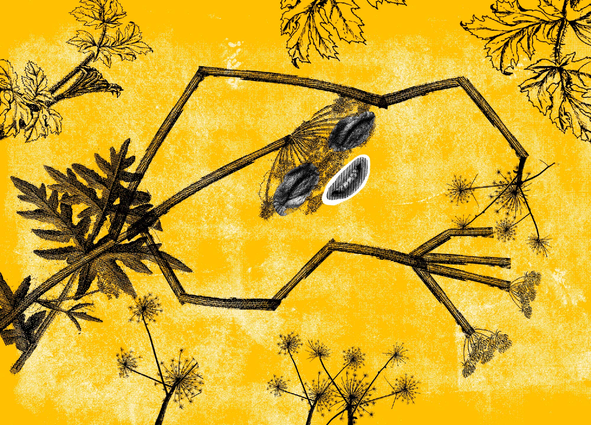 Борщевик- как выглядит, полезные свойства и опасные особенности ядовитого растения