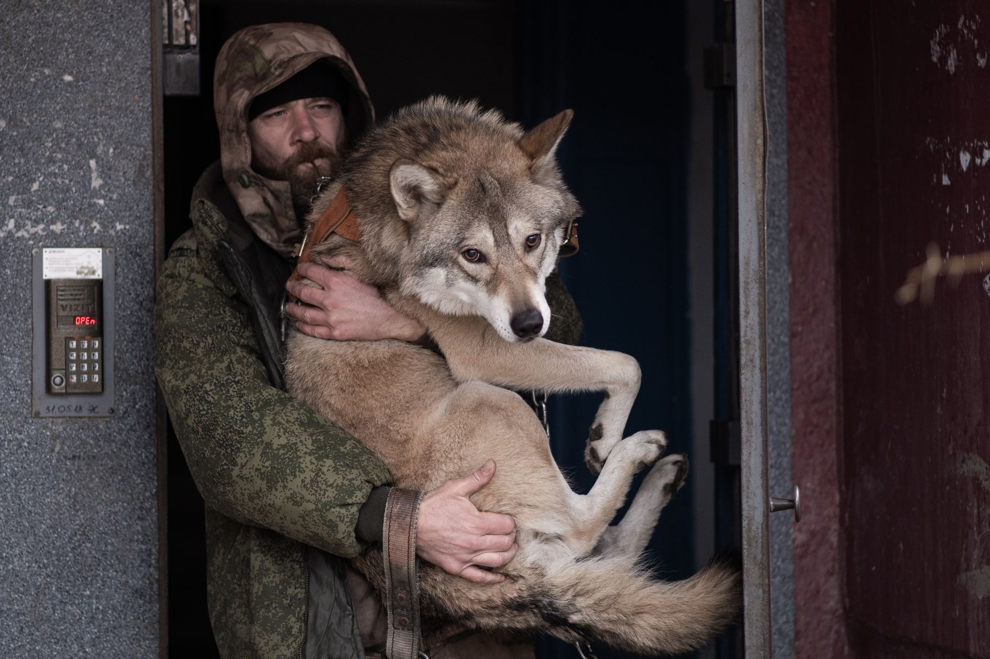 Волки в жизни человека. Серый волк и собака. Волк серый.
