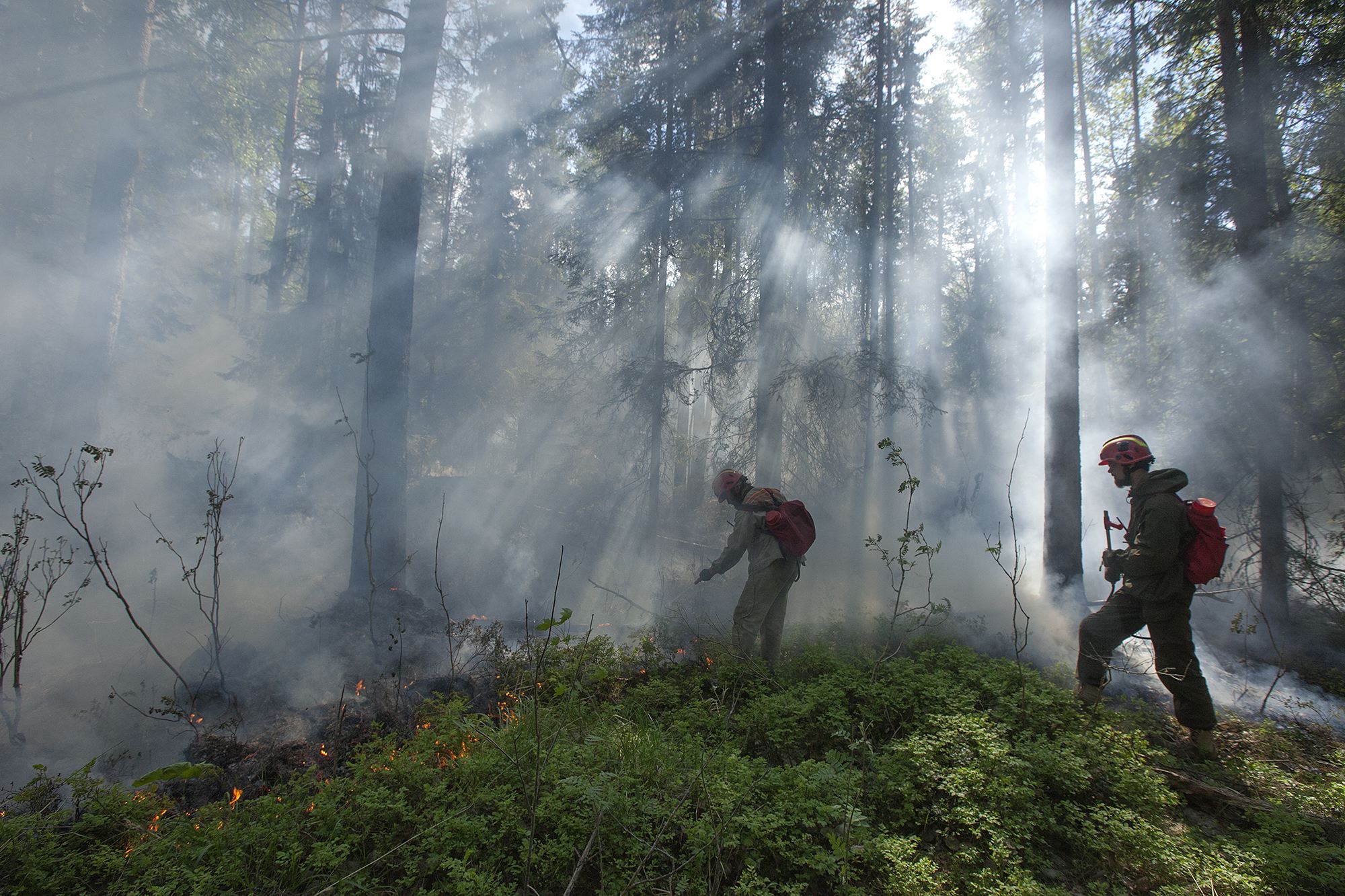 Лесные пожары решения. Предотвращение лесных пожаров. Профилактика лесных пожаров. Лес горит. Тушение лесных пожаров.