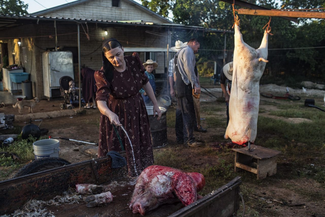 Второе место в категории «Окружающая среда» среди фотоисторий. Лагерь меннонитов, Мексика, женщина чистит голову свиньи, пока мужчины заняты разделкой туши. Голову и внутренности семья отдает мексиканским рабочим. Примерно два-три раза в год семья заготавливает около 250 килограммов свинины. Часть мяса они продают, остальное замораживают на три месяца. 