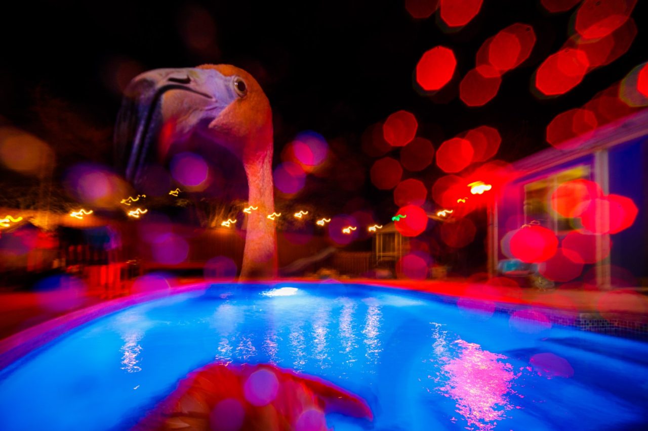 Второе место в категории «Природа» среди фотоисторий. Ветеринар Одетта Доест построила у себя дома на Кюрасао бассейн с соленой водой для спасенных птиц — таких, как фламинго Боб.  