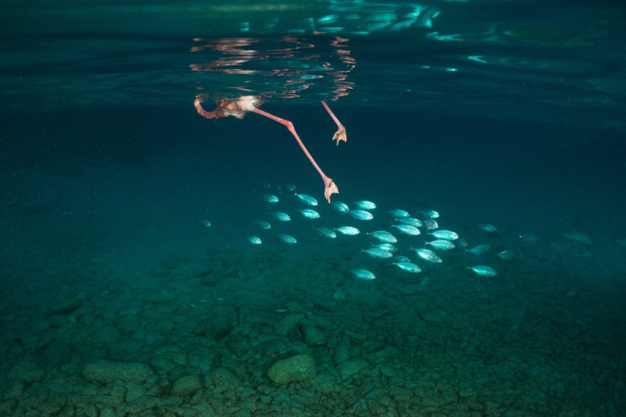 Второе место в категории «Природа» среди фотоисторий. Спасенный фламинго Боб плавает в море у острова Кюрасао под присмотром ветеринара Одетты Доест.