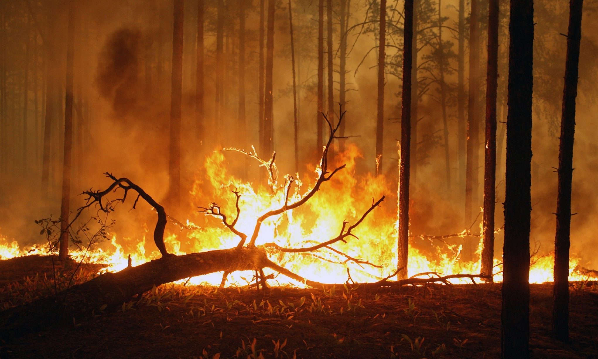 Лесные пожары 2 класс. Пожар в лесу. Природные пожары. Летние пожары в природе. Пожар в лесу картинки.