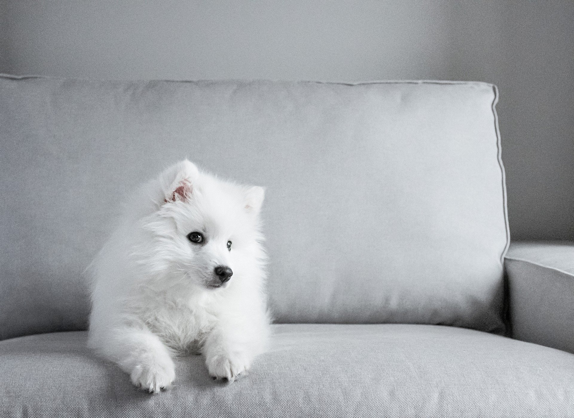 Собака просится на диван