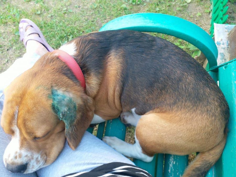 Что делать, если напали на вашу собаку? История хозяйки бигля, которого  ранили в московском парке | Такие дела Такие дела