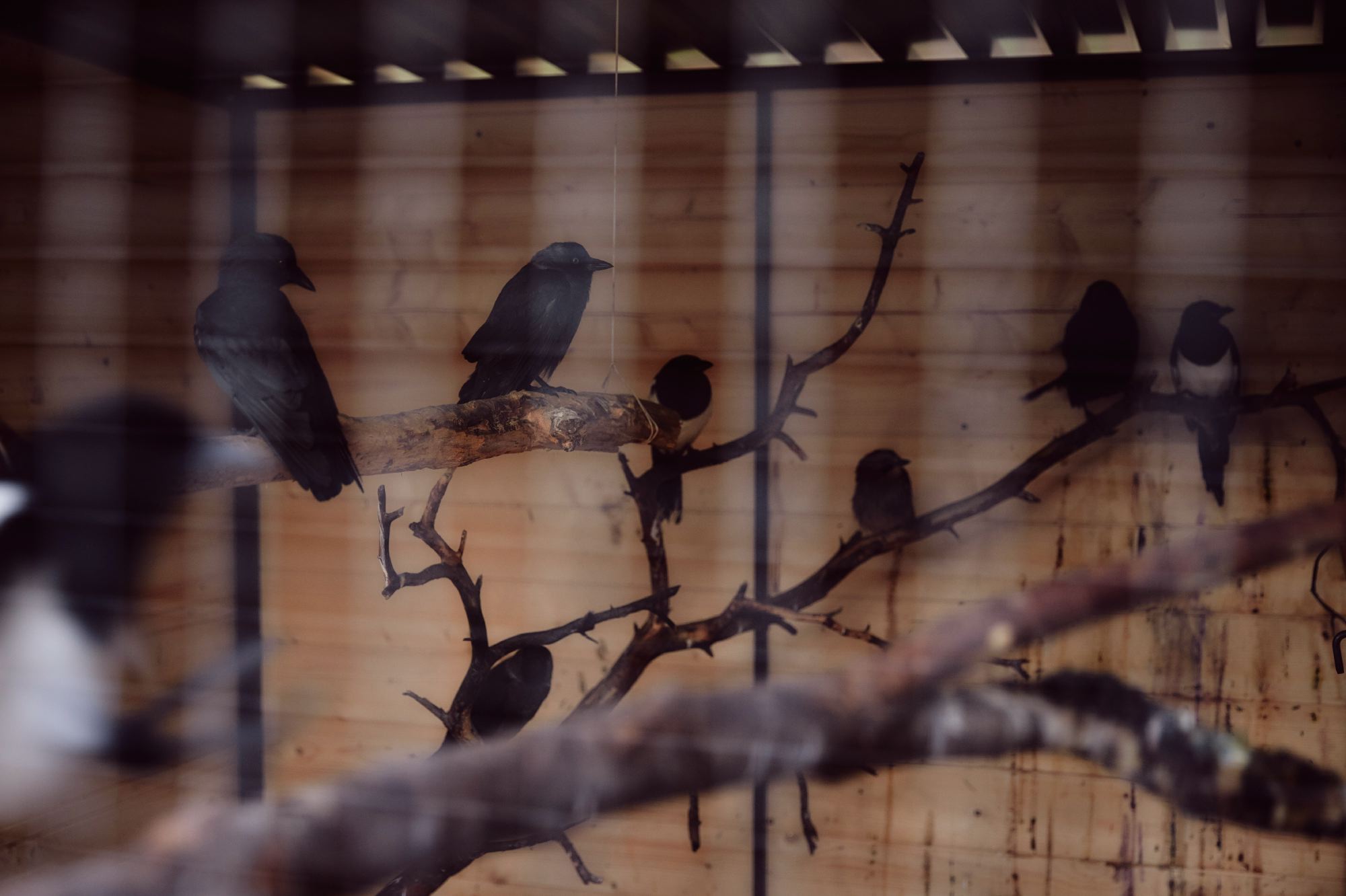 Птичка в клетке своими руками: мастер-класс из бумаги - статья из серии «Детский отдых»