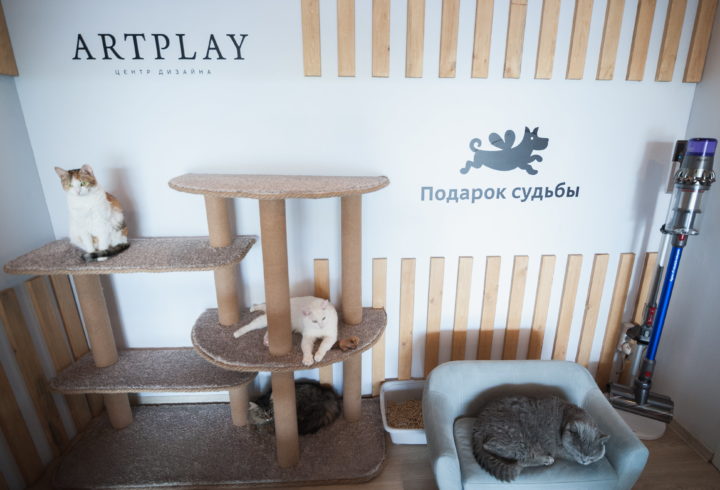 В Москве открылось пространство для кошек из приютов. Горожане могут  познакомиться с животными и забрать их домой | Такие дела Такие дела