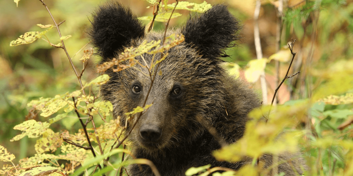 Медвежья услуга: как в России выпускают на волю ручных медведей