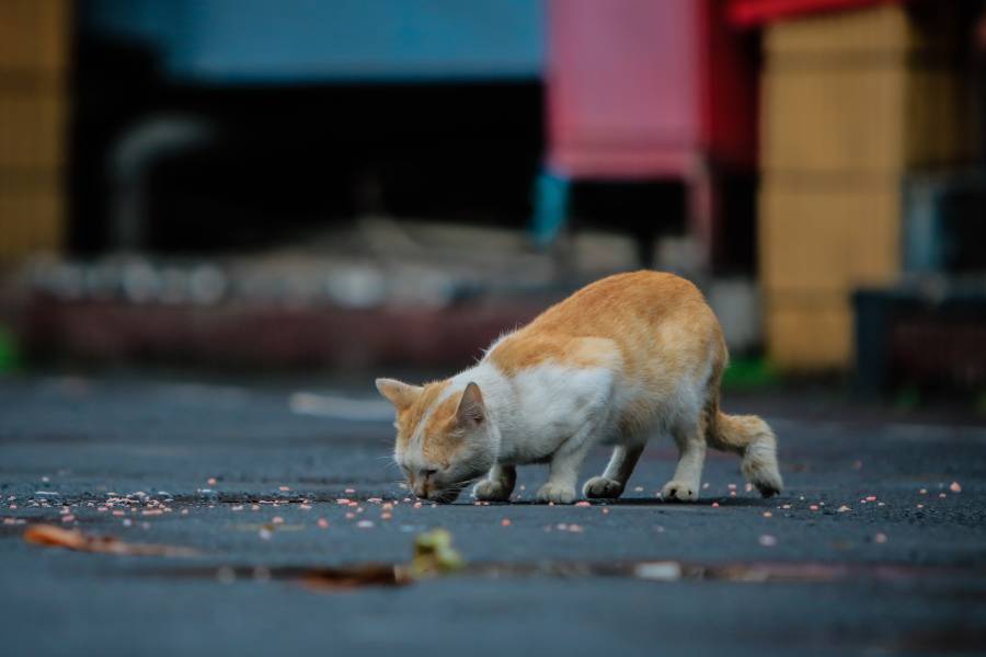 Блохи съели заживо». Чем болеют бездомные животные и почему дворовые котята  — это не мило | Такие дела Такие дела
