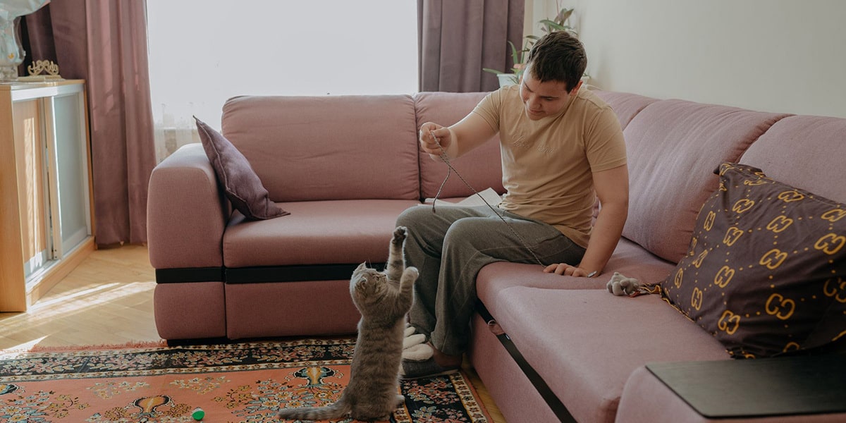 Серый котик