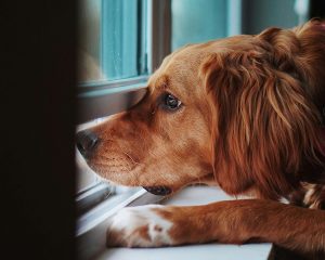 Хочу — и все! Как мода на породистых питомцев увеличивает число бездомных животных