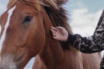 «Породу потерять легко — восстановить невозможно»