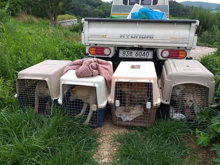 спасенные собаки