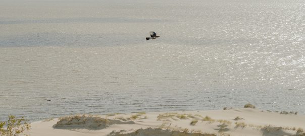 Полет над гнездом застройки