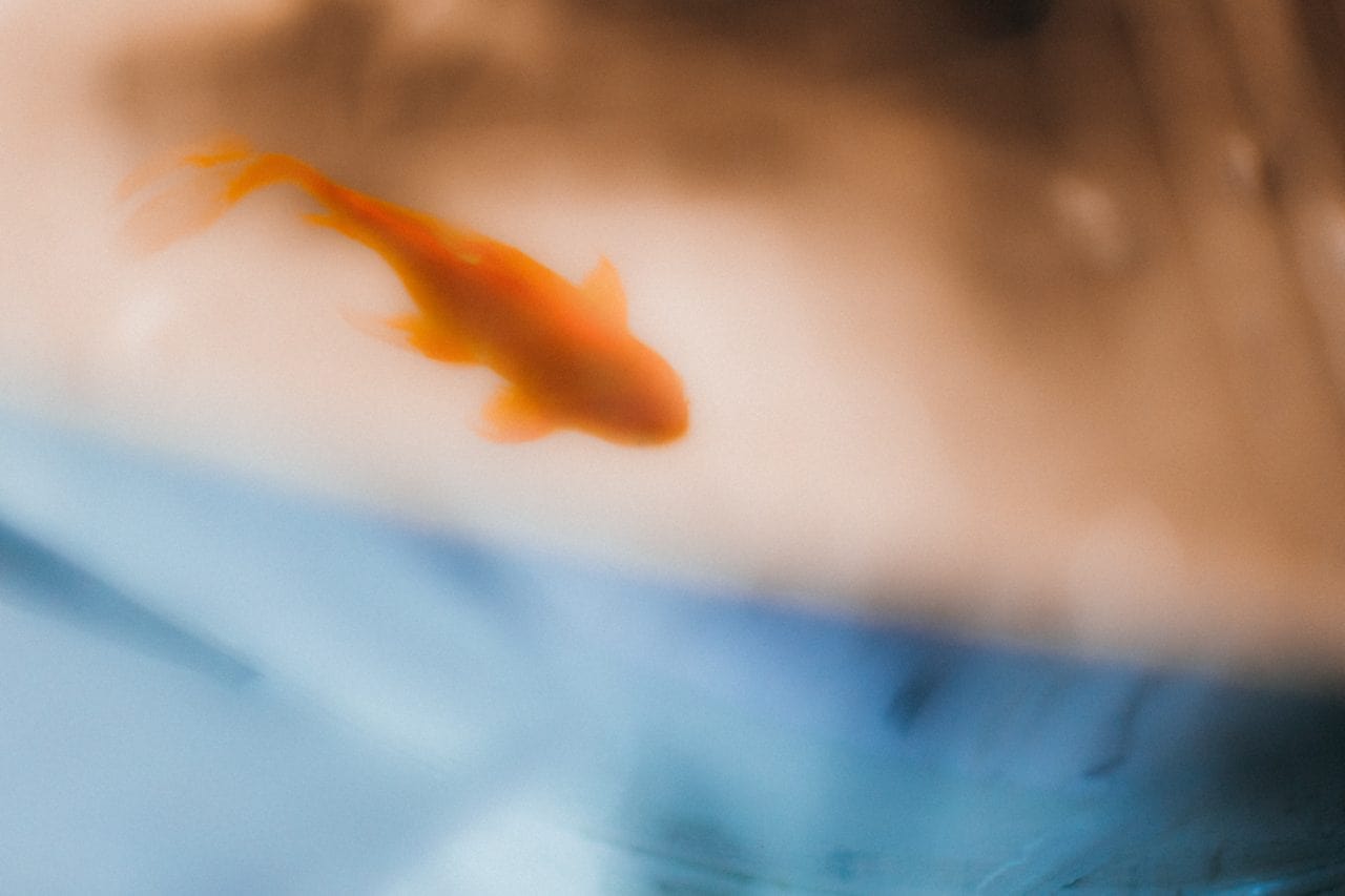 футбол футбол