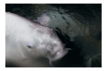 Держатель рыбов