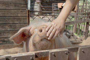 Большая свинская любовь