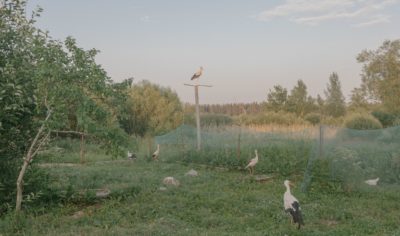 «Бывало, идешь в магазин, а аист летит следом…»