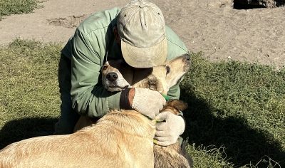 Собака, приближенная к боевой