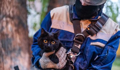 Комитет по спасению детей, котов, буренок, собак, а главное — себя