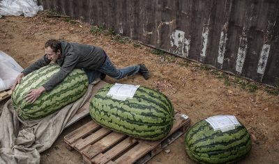 Продай душу тыкве